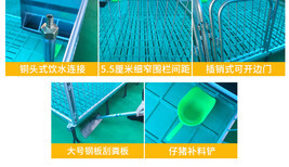 云浮豬場(chǎng)現(xiàn)代化養(yǎng)殖 從塑料地板到實(shí)木地板的保育欄革新